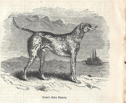 Stampa antica cane gran danese - stampa,
