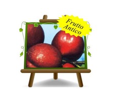 Nettarine a Polpa Gialla Indipendence Altezza: 200 cm Eta: 4 anni Vaso: 24/26 cm