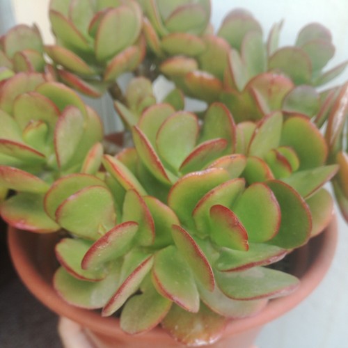 Plantas suculentas crassula - 25,