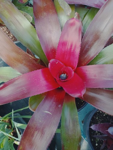 Neoregelia pianta tropicale - pianta,