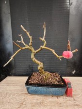 bonsai di melo   h 34 cm