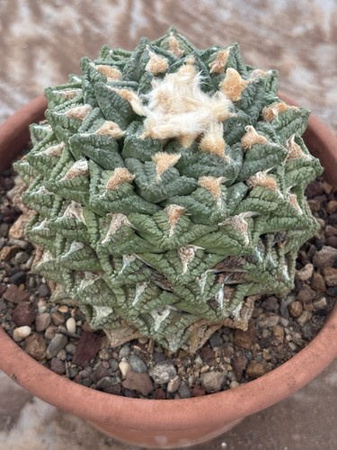 Ariocarpus fiss 13x9h - ariocarpus, cm