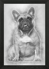 Bulldog inglese cucciolo 2 un