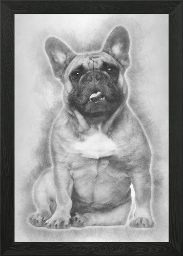 English bulldog puppy an - english,