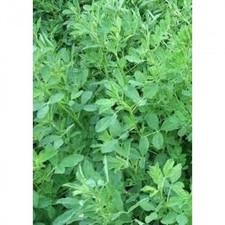 SEMI DI ERBA MEDICA NARDIAN 1^