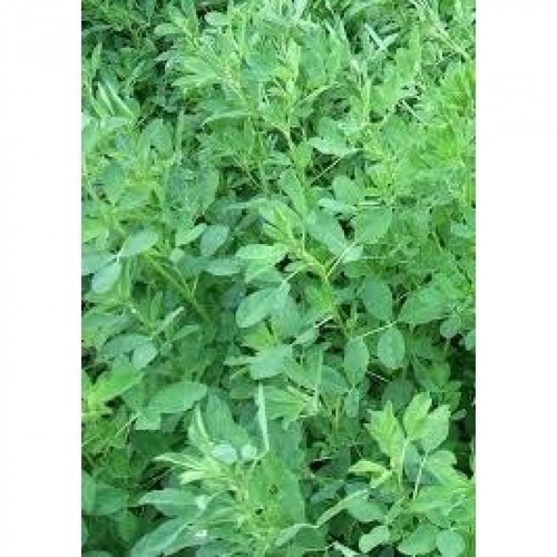 Semi erba medica nardian - medica,