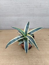 9886 AGAVE Cornelius variegata