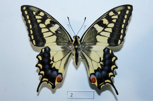 Papilio machaon sphyrus - machaon, ♀