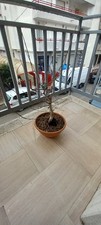 Vendo bonsai di acero