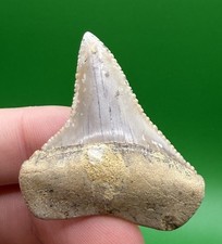 Fossile di dente di squalo