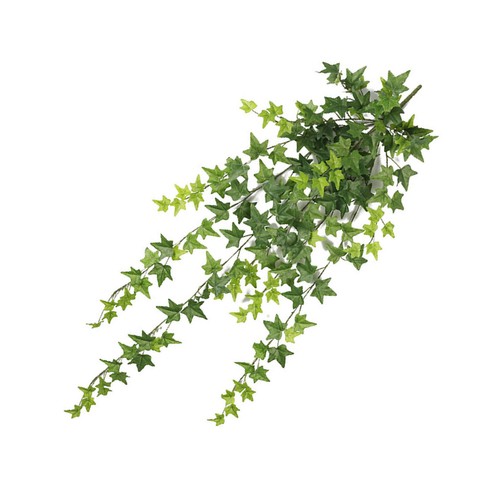 Ramo edera patata - ramo, dolce