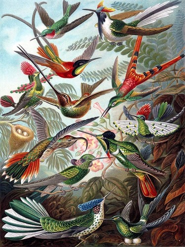 Piastrella colorata uccellini