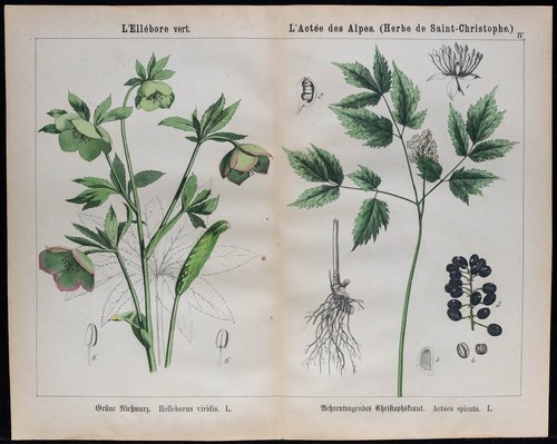 1875 incisione elleboro - 1875,
