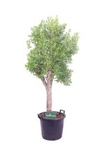 Pianta di Melograno Punica