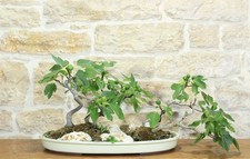 Boschetto di Fico (81)