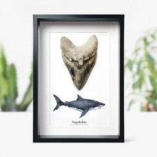XL 4-5 inch Megalodon Shark