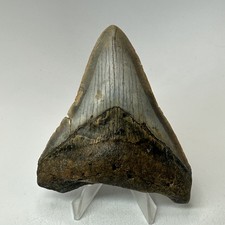 Dente di squalo megalodonte