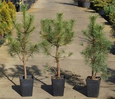 Pino da pinoli domestico