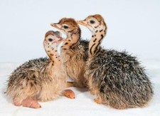 POSTER LUCIDO PULCINO STRUZZO