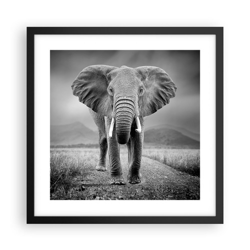 Poster 40x40cm elefante - 40x40cm, natura