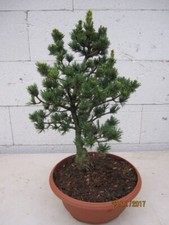 Pinus parviflora gyokkasen - gyokkasen,