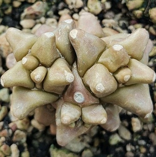 Othonna herrei caudex - herrei,