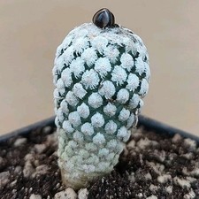 Turbinicarpus valdezianus Lx