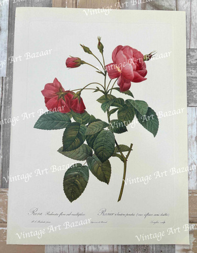Poster stampa artistica - , pink