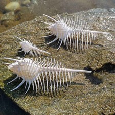 3 pezzi conchiglia naturale