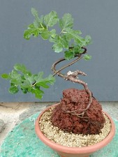 Bonsai Ficus 40x22 In Vaso