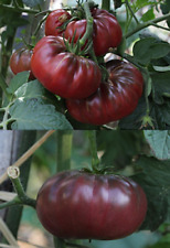 POMODORO CALABASH, 50 SEMI + OMAGGIO + SPEDIZIONE GRATIS