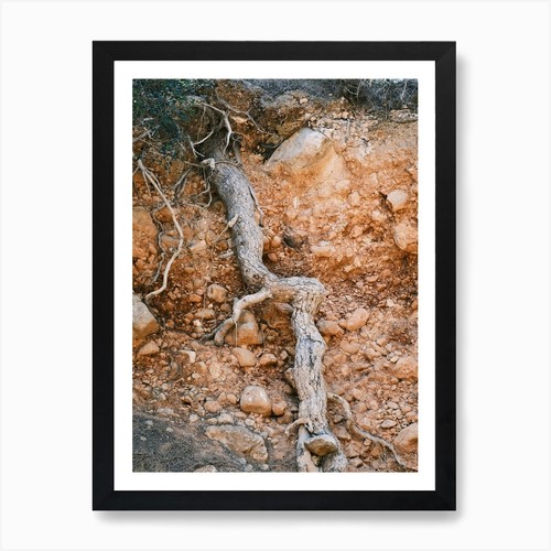 Vecchio albero radice ibiza - vecchio,