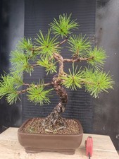 bonsai pino nero   h 57 cm