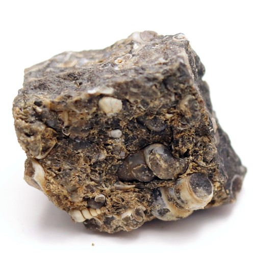 Fossile agata turritella - agata,