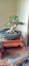 Forsale Bonsai Premna