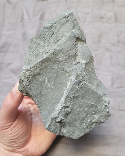Raro multipiastra fossile