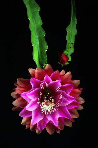 Epiphyllum epicactushybride - epiphyllum,