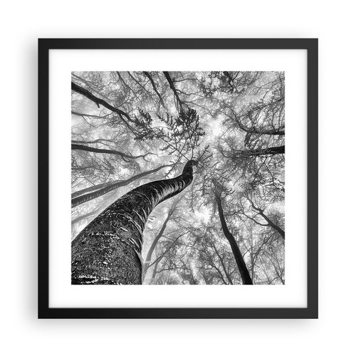 Poster 40x40cm foresta alberi - poster,