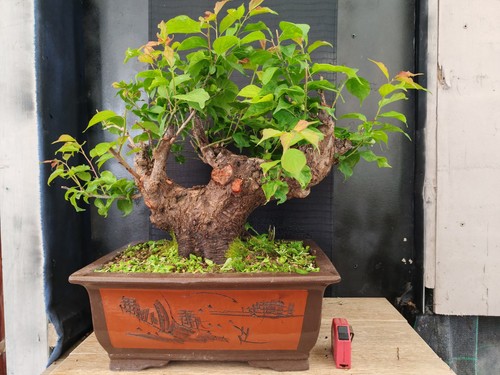 Bonsai prunus mume - di,