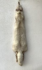 Collo di Volpe Argentata