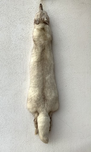 Collo volpe argentata - volpe,