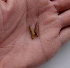 2 Denti di Pterosauro -