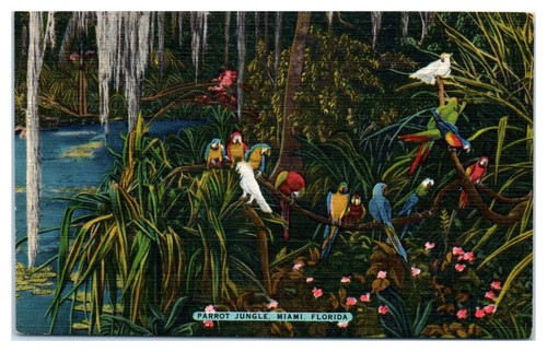Cartolina parrot jungle - parrot,