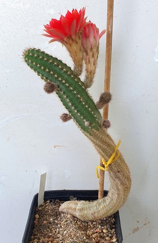 Chamaecereus silvestrii