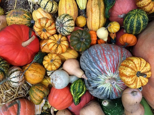 Miscela zucca pumpkin - zucca,