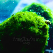 Marimo - Alga Palla Cladophora