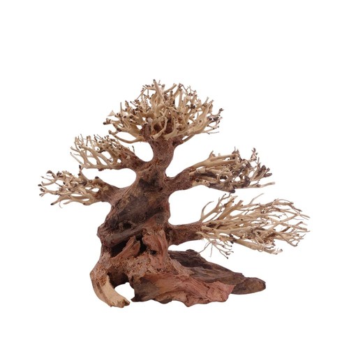 Bonsai classico albero - , m