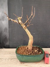 bonsai di  acero buergerianum