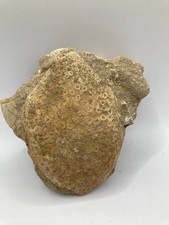 Eodiaphyodus Granulosus