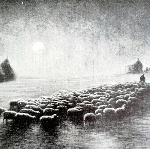 Clair lune pecora - clair,